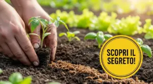 Mani che piantano una giovane piantina in un orto con terreno ricco di lombrichi