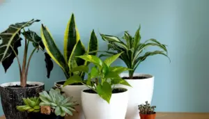 Varie piante da appartamento in vasi su un tavolo con sfondo azzurro